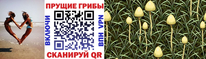 Купить закладки  Вятские Поляны  Псилоцибиновые грибы Psilocybine cubensis 